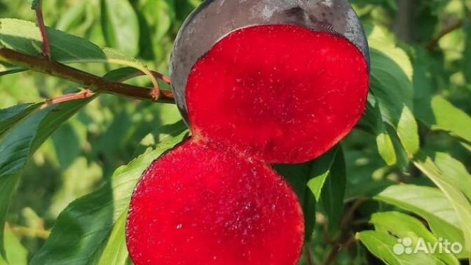 Слива Блэк Сплендор 3