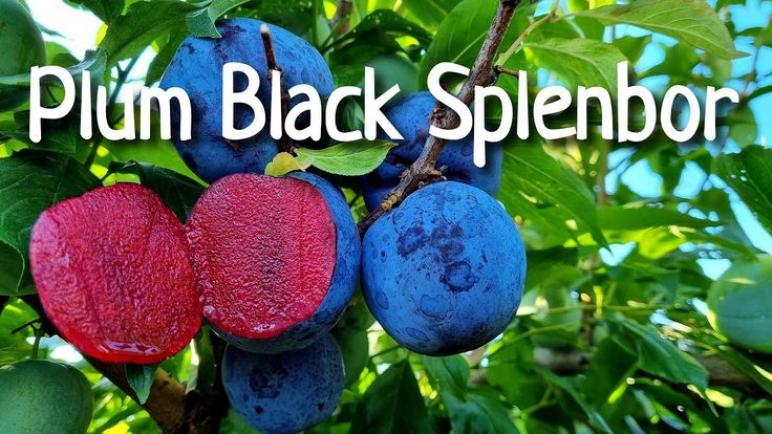 Слива Блэк Сплендор 4