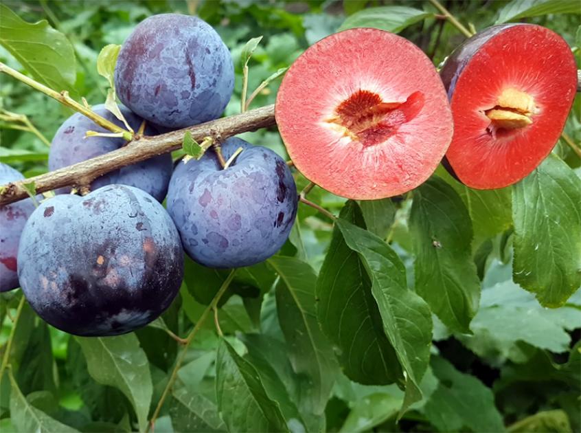 Слива Блэк Сплендор