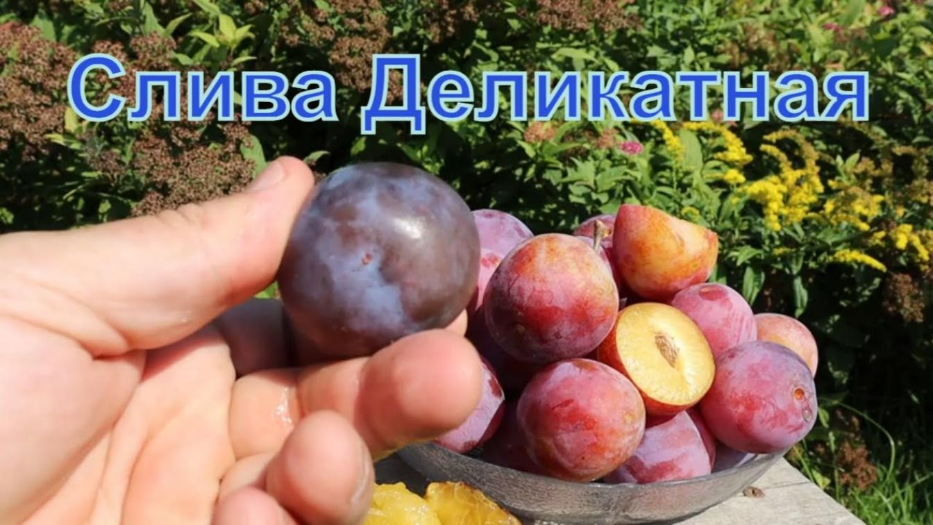 Слива Деликатная 3