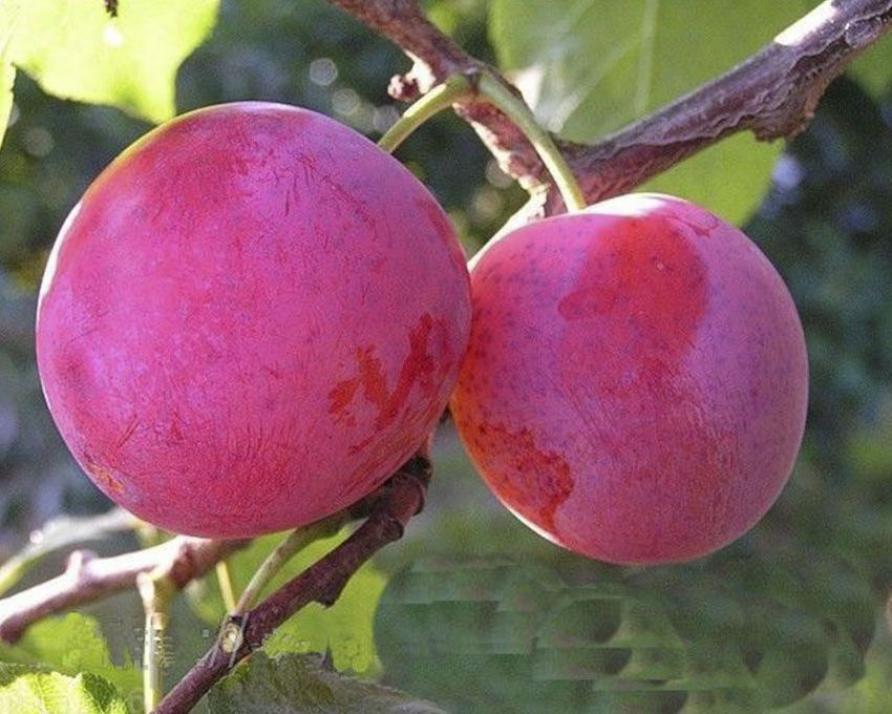 Слива Деликатная
