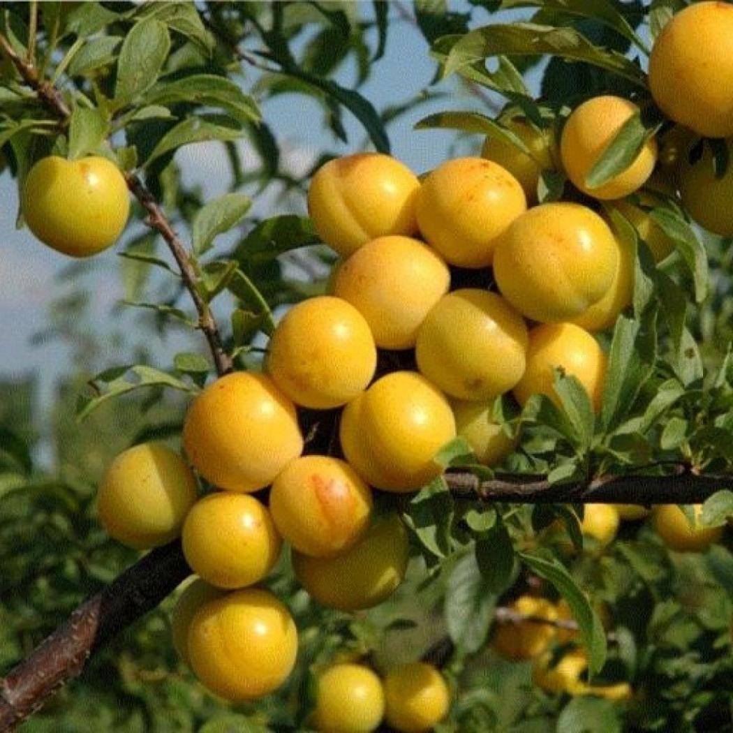 Слива Горная желтая 6