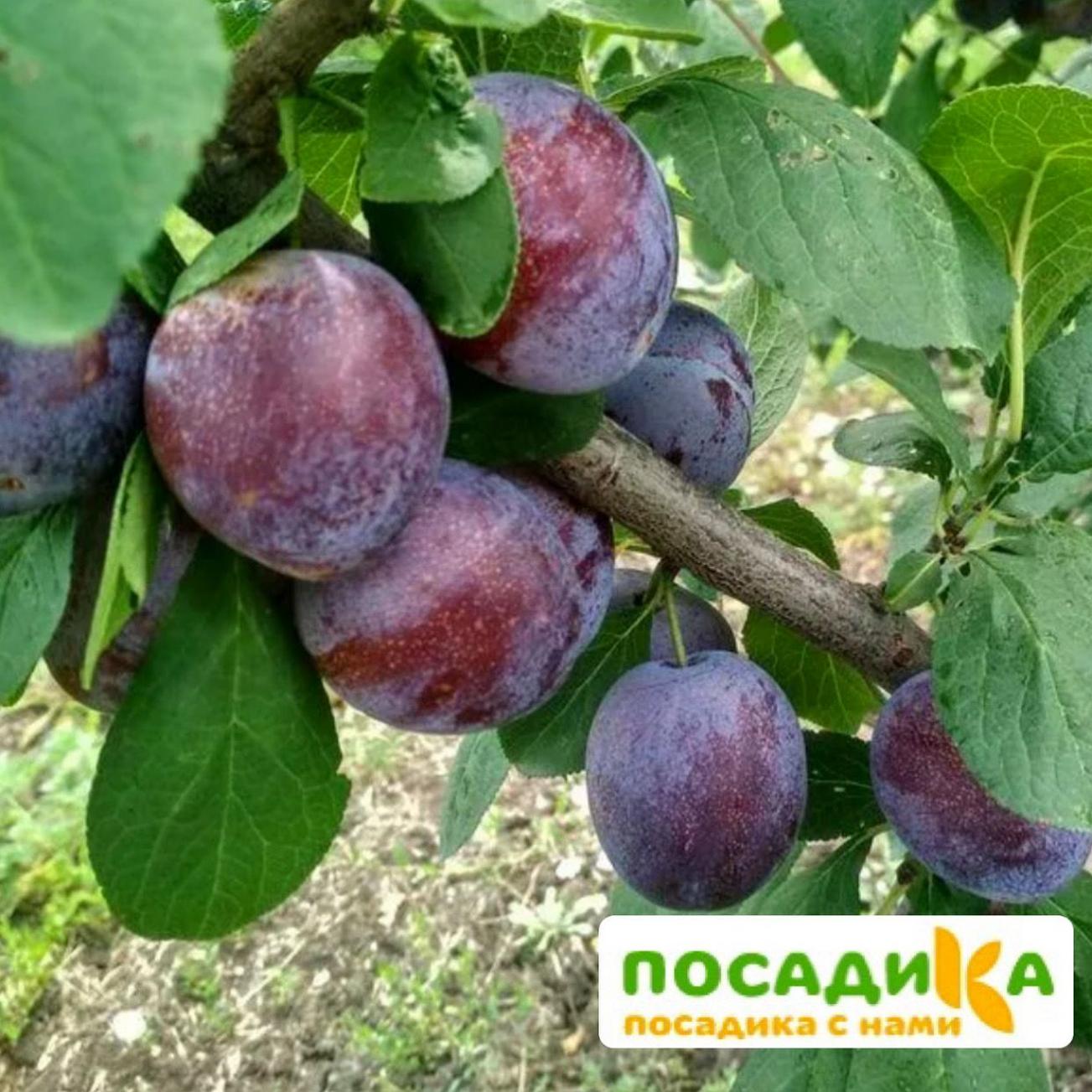Слива Кабардинка 3