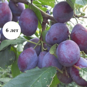 Слива Кубанский Карлик