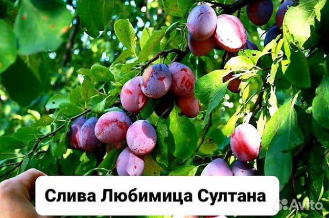 Слива Любимица Султана 2