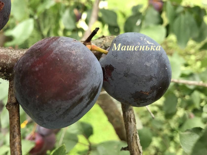 Слива Машенька 5