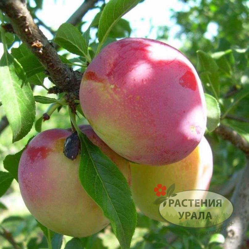 Слива Михальчик 3