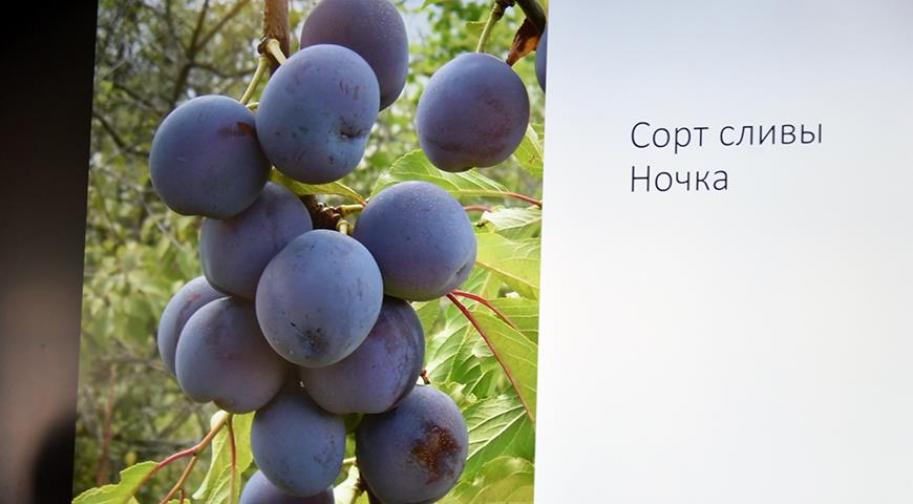 Слива Ночка 2