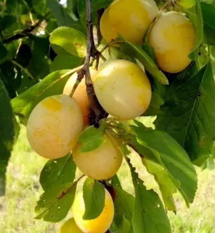 Слива Очаковская желтая