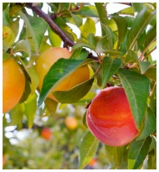 Слива Персиковая Мичурина 2