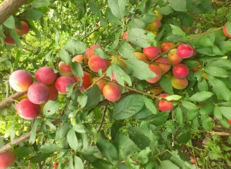 Слива Персиковая Мичурина 3