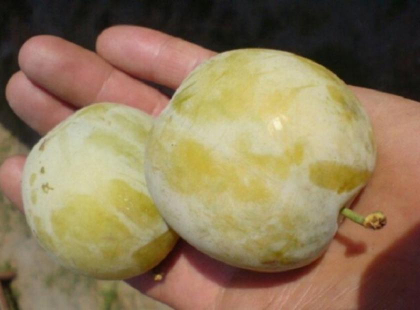 Слива Ренклод желтый 5