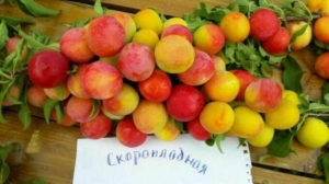 Слива Скороплодная