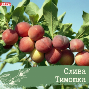 Слива Тимошка