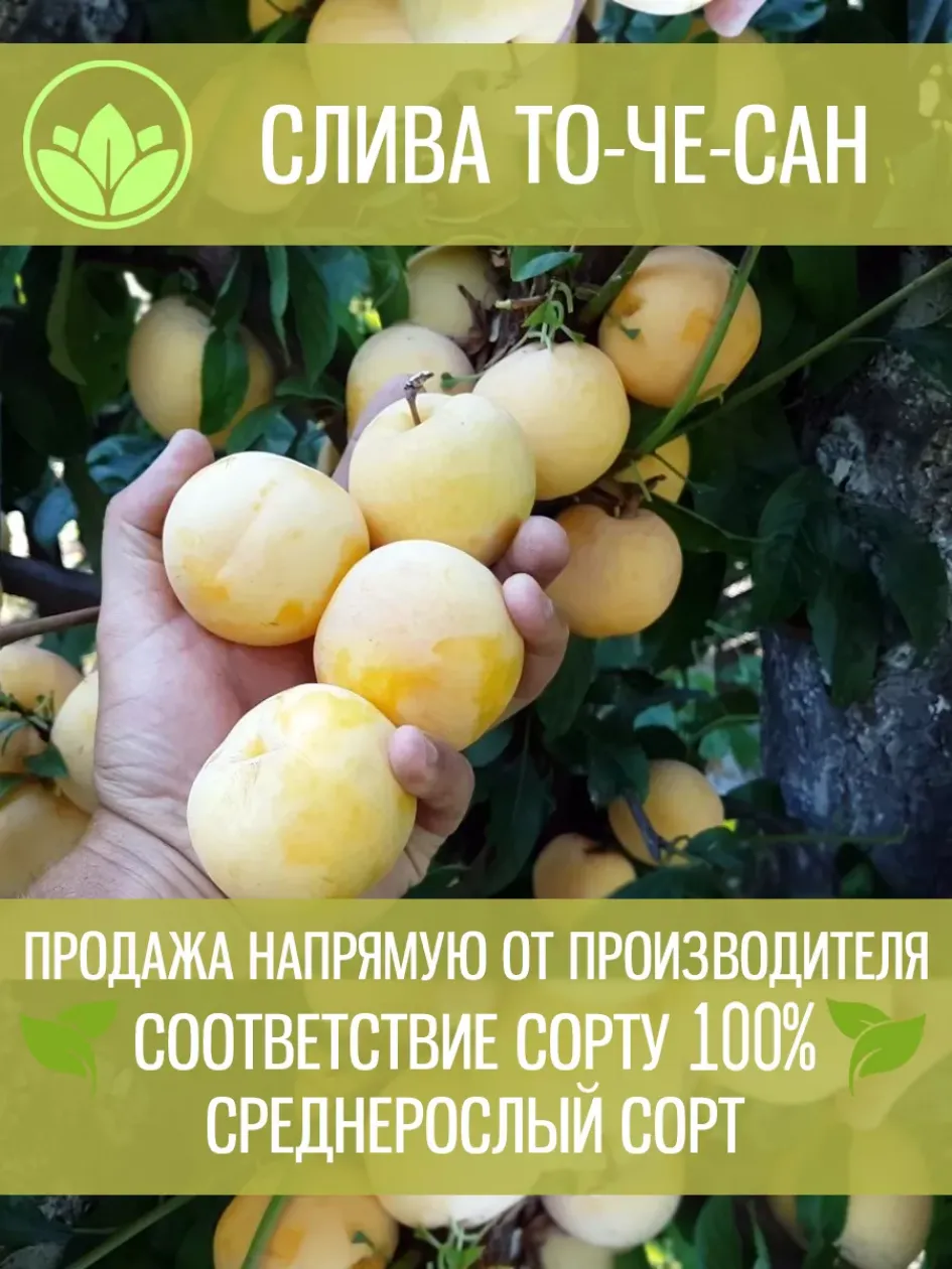 Слива То Че Сан 3