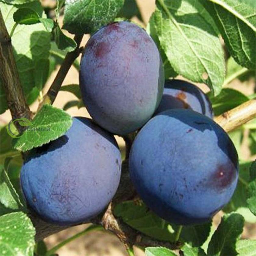 Слива Топ Хит