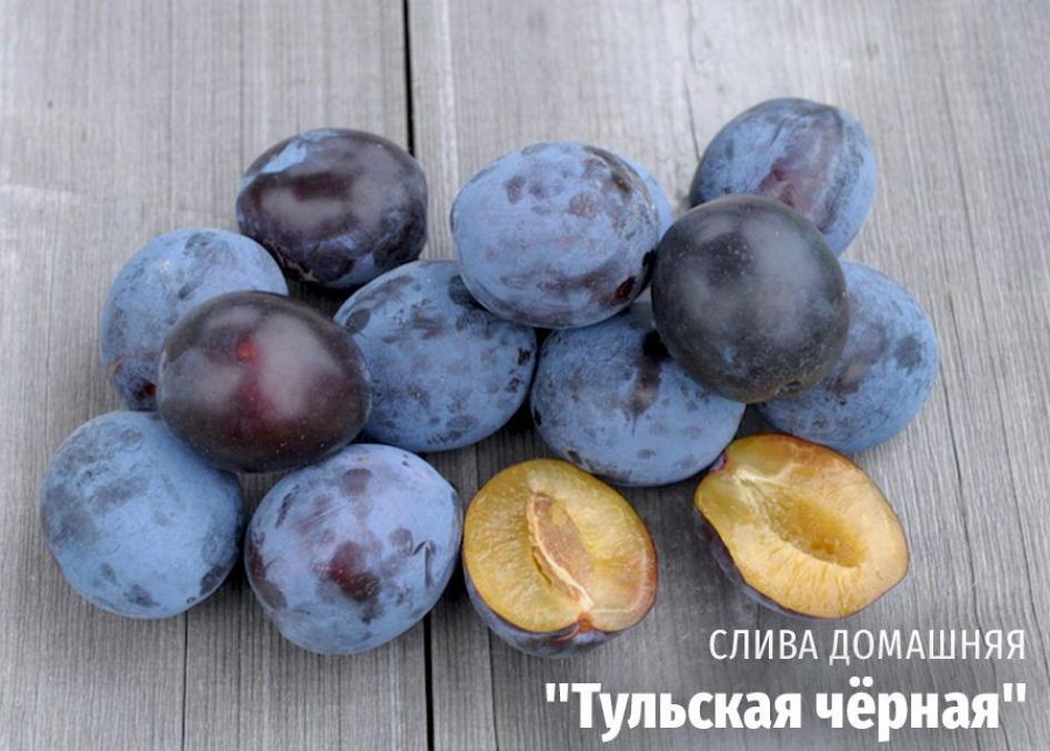 Слива Тульская черная 4