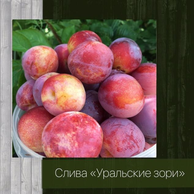 Слива Уральские зори 2