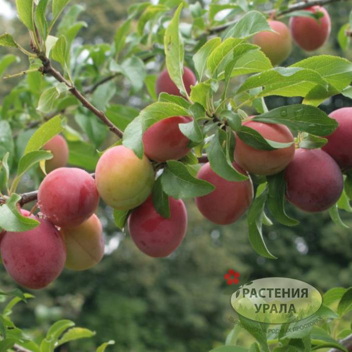 Слива Жемчужина Урала 5