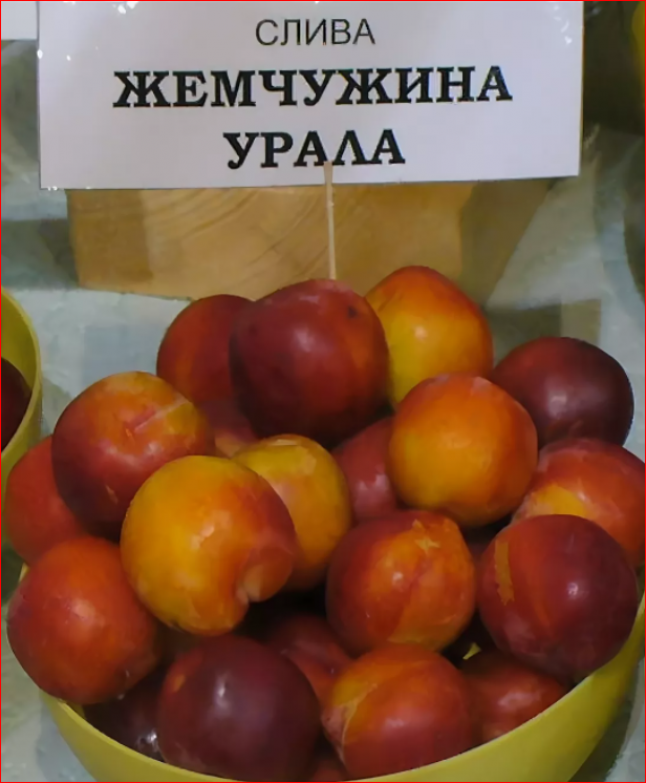 Слива Жемчужина Урала 2