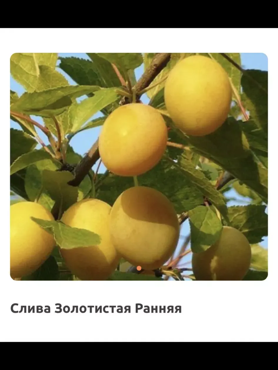 Слива Золотистая ранняя 2