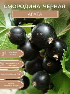 Смородина Агата