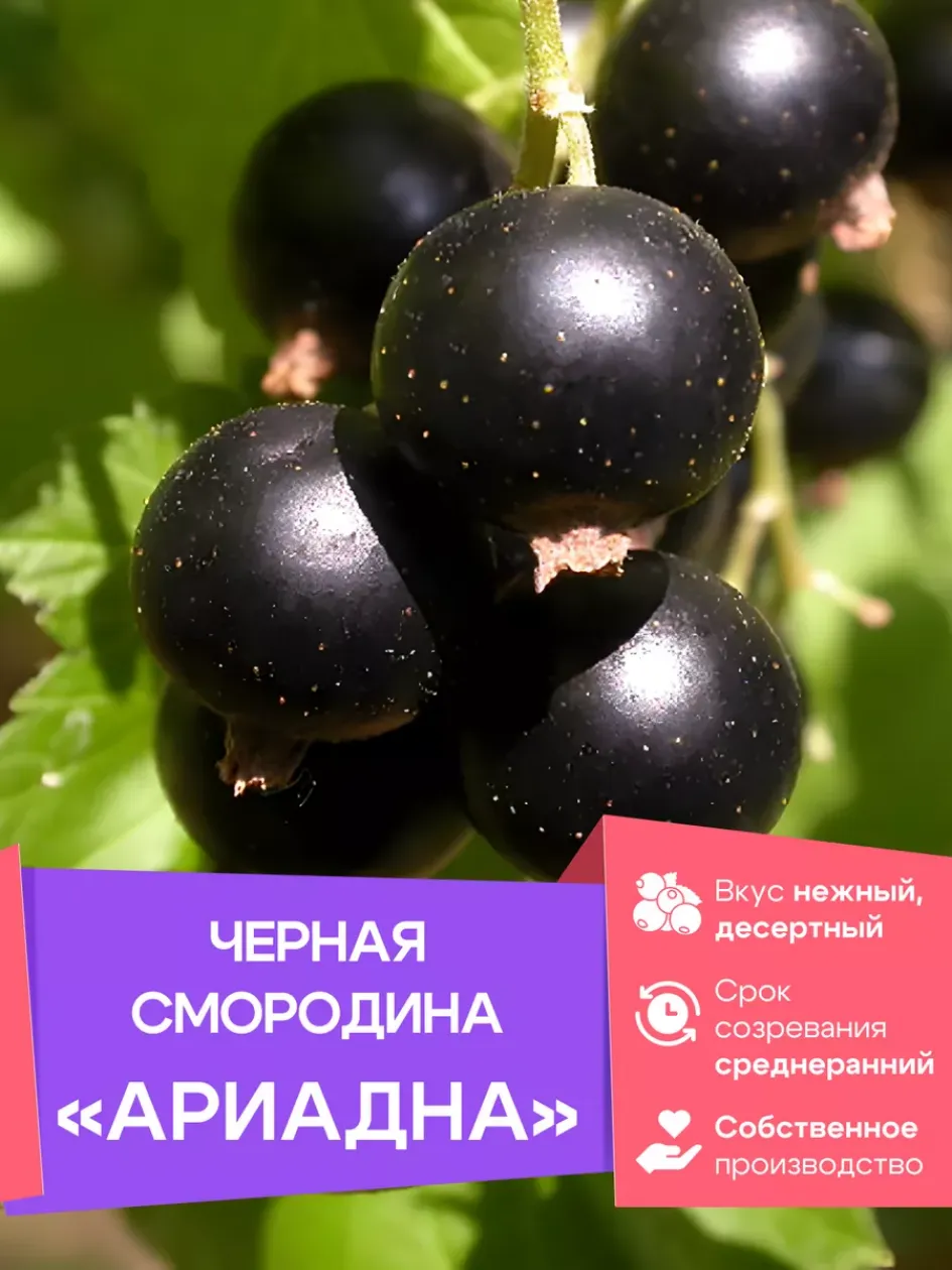 Смородина Ариадна