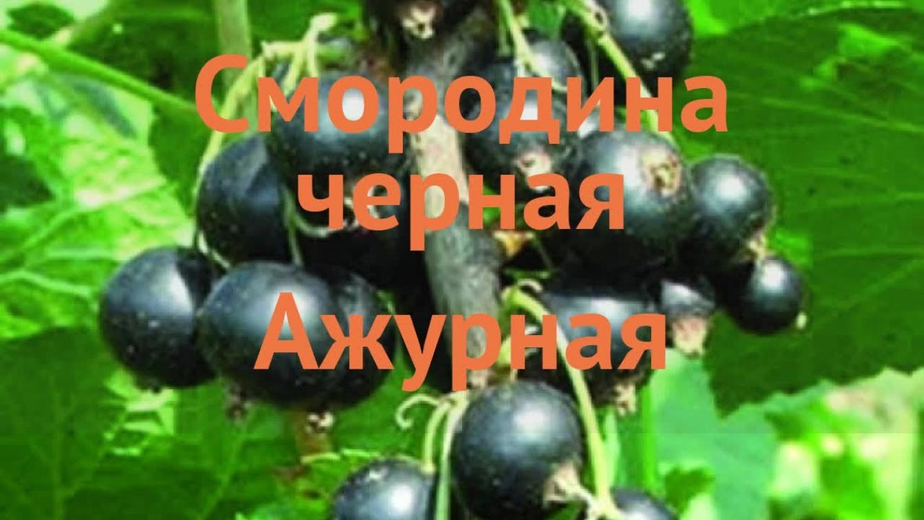 Смородина Ажурная 4