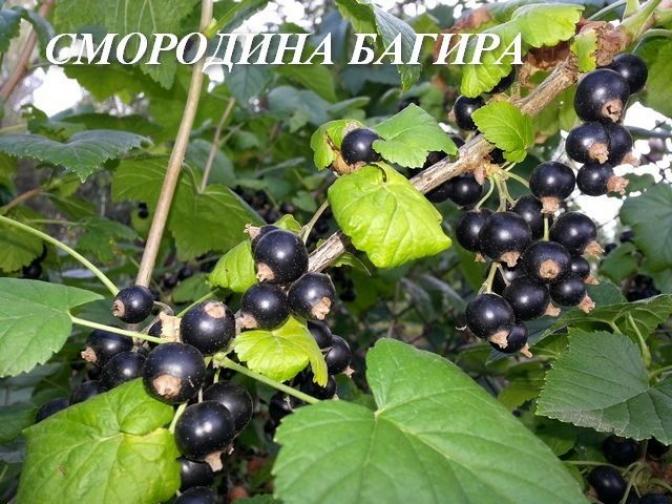 Смородина Багира 2