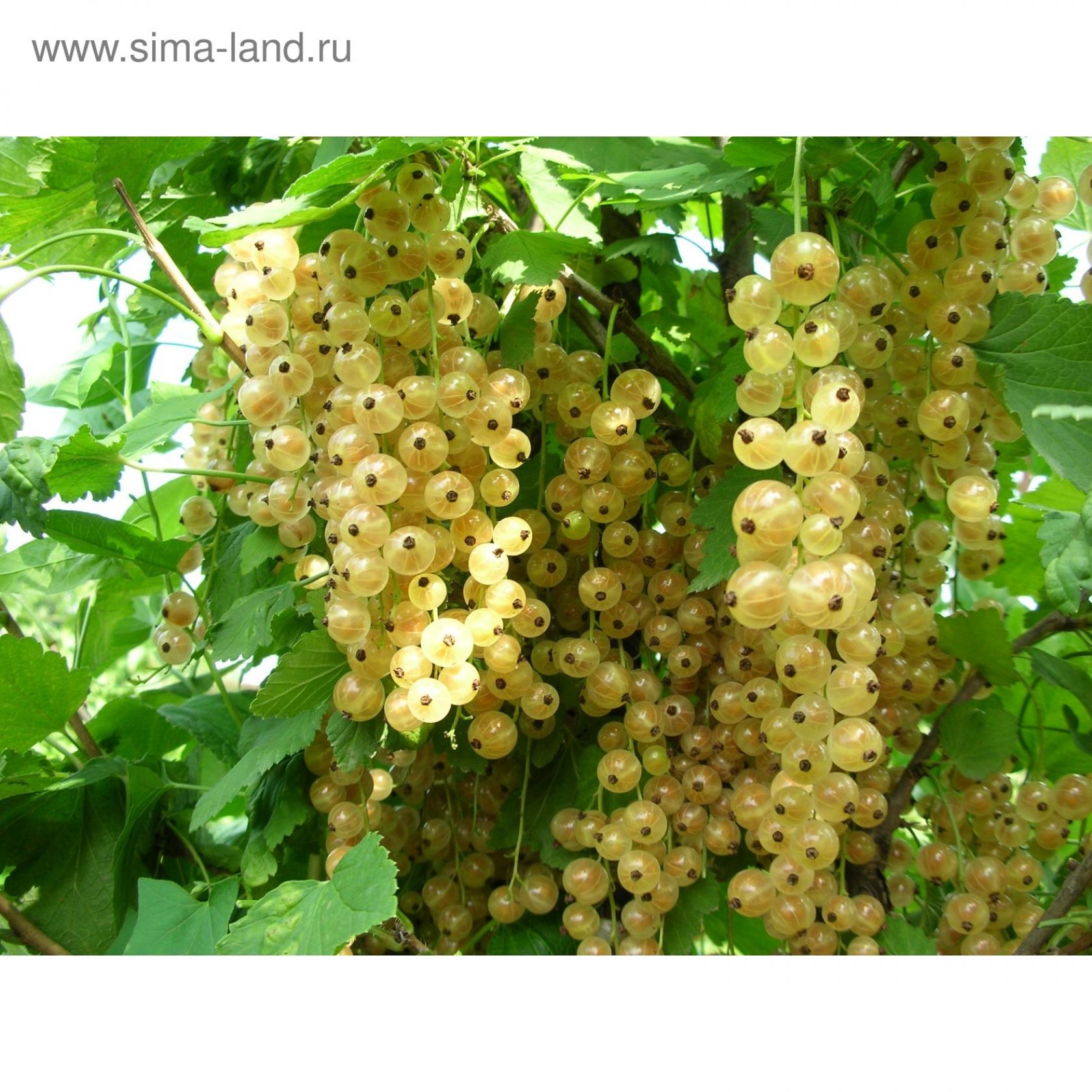Смородина Беляна 4