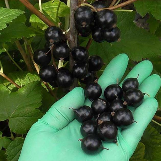 Смородина Блэк Меджик Карбон 2