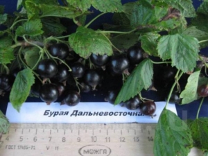 Смородина Бурая Дальневосточная