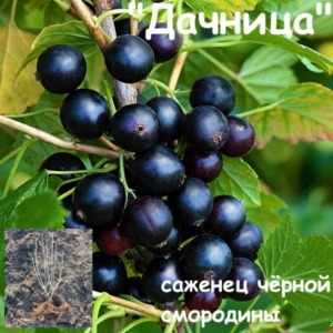 Смородина Дачница