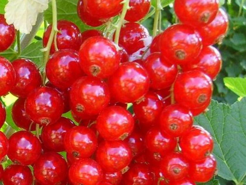 Смородина Дана 4