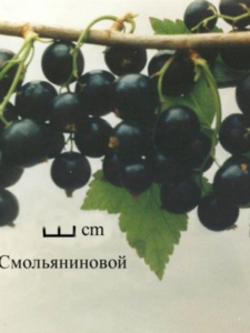 Смородина Дар Смольяниновой