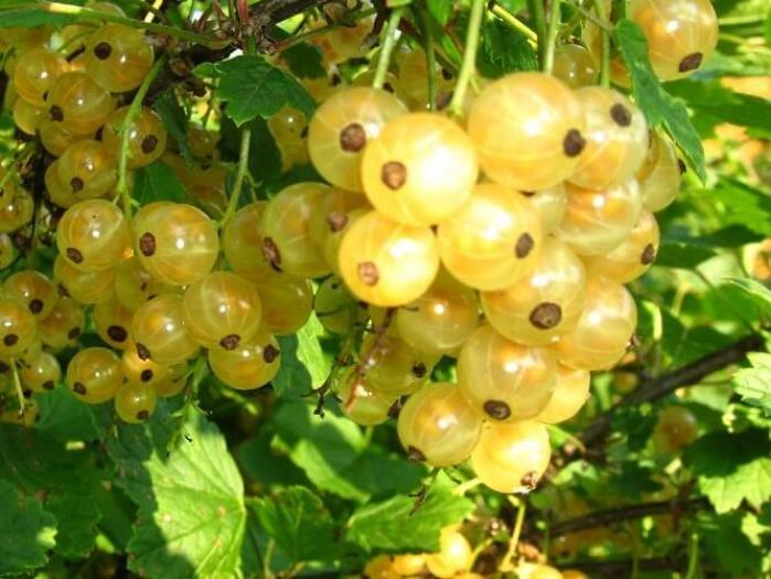 Смородина Голландская белая 2