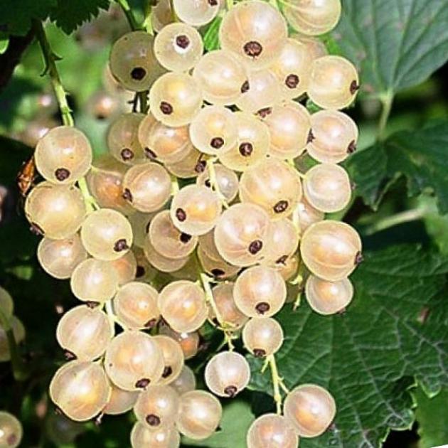 Смородина Голландская белая