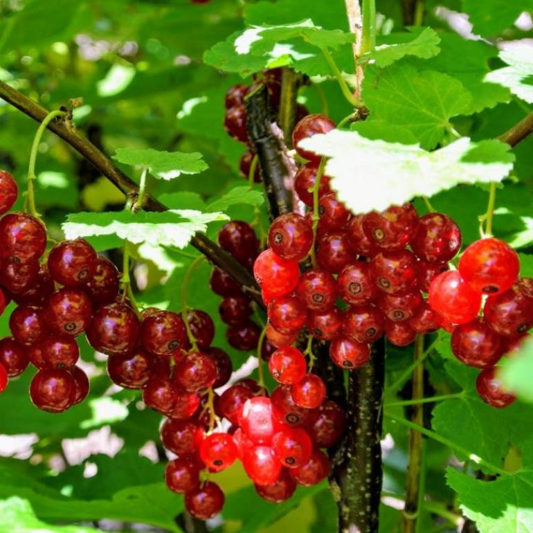 Смородина Голландская красная 2