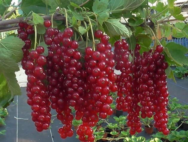 Смородина Голландская красная 4