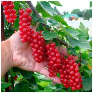 Смородина Голландская красная