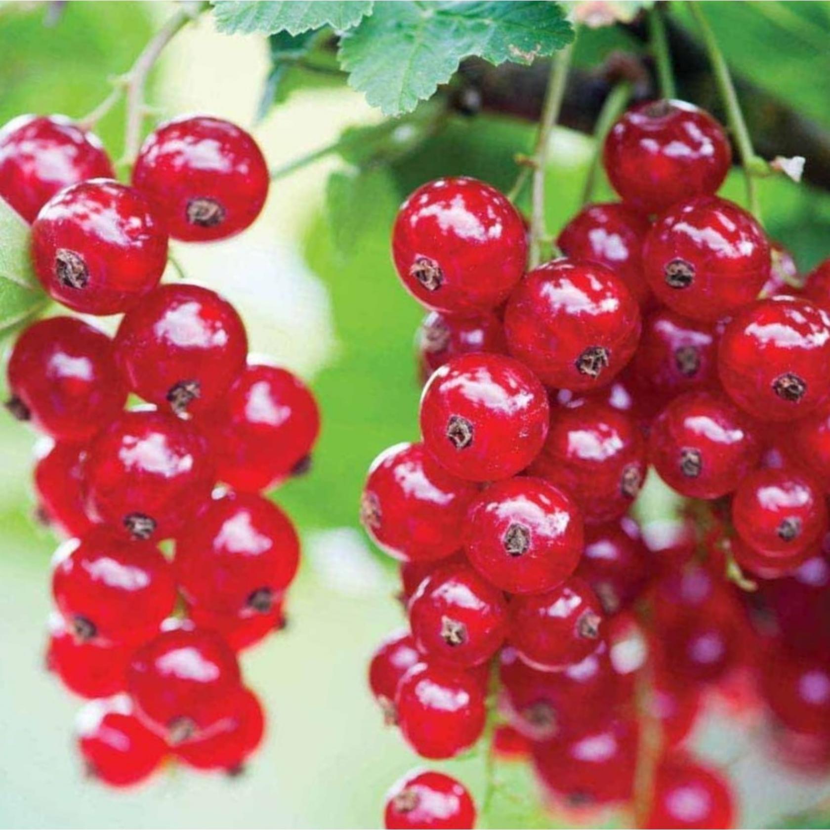 Смородина Голландская красная 5