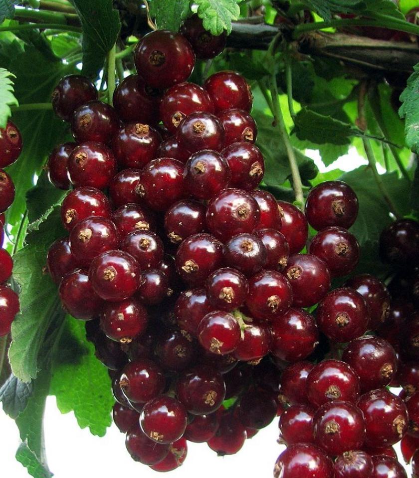 Смородина Гранатовый браслет 2