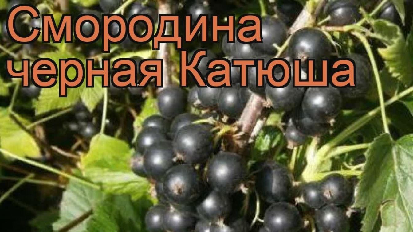 Смородина Катюша 2