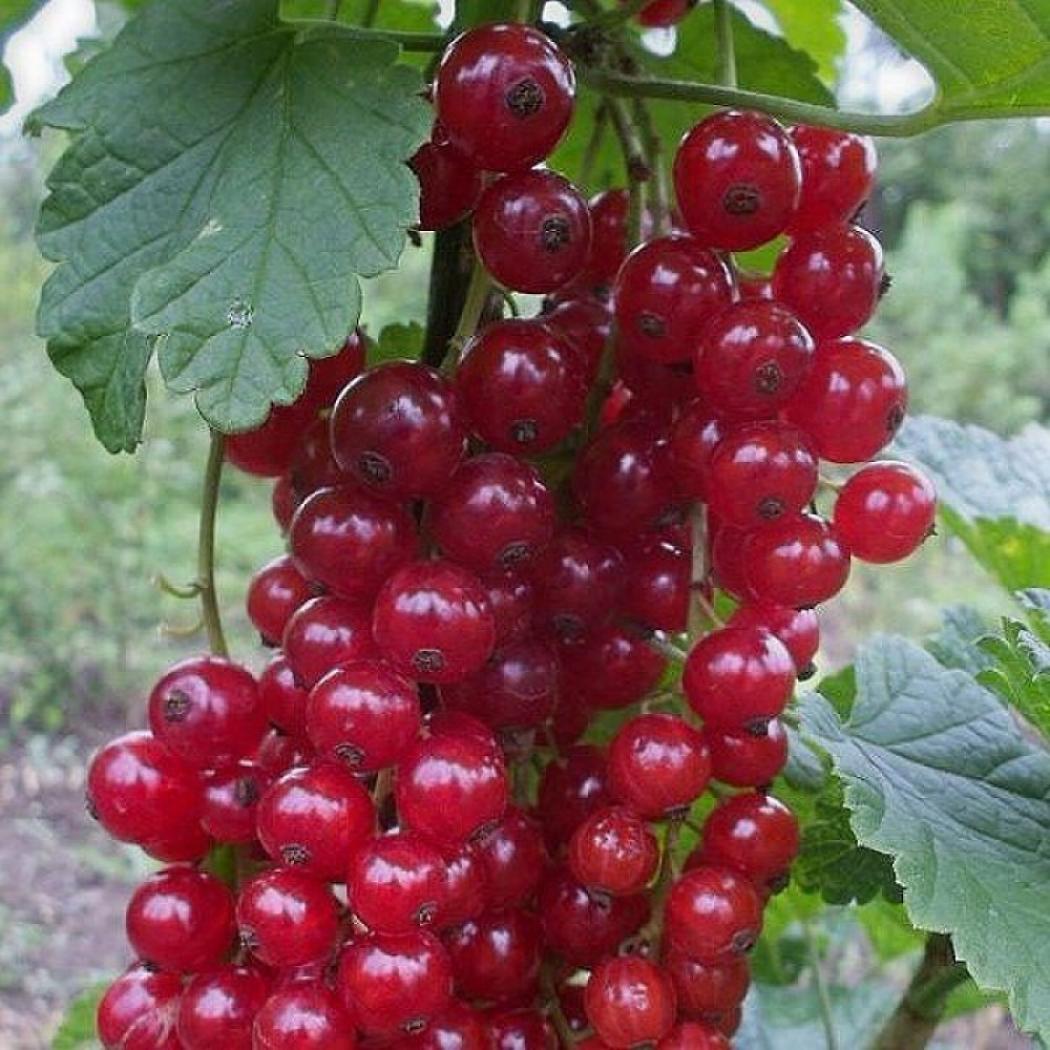 Смородина Красный Крест 3