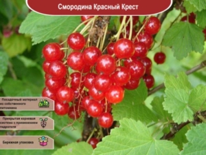 Смородина Красный Крест
