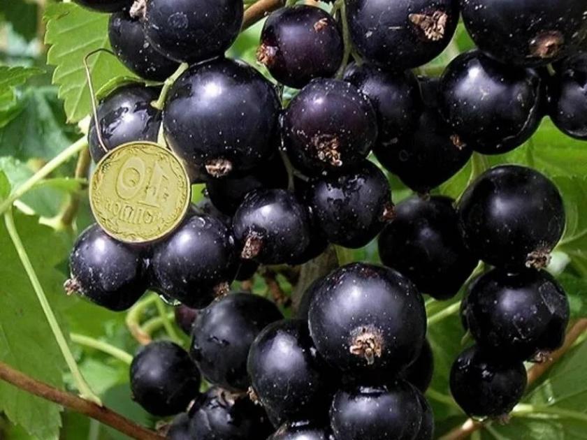 Смородина Ленинградский великан 4