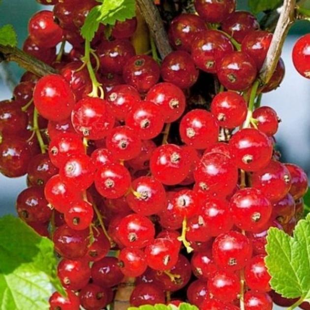 Смородина Лучезарная 3