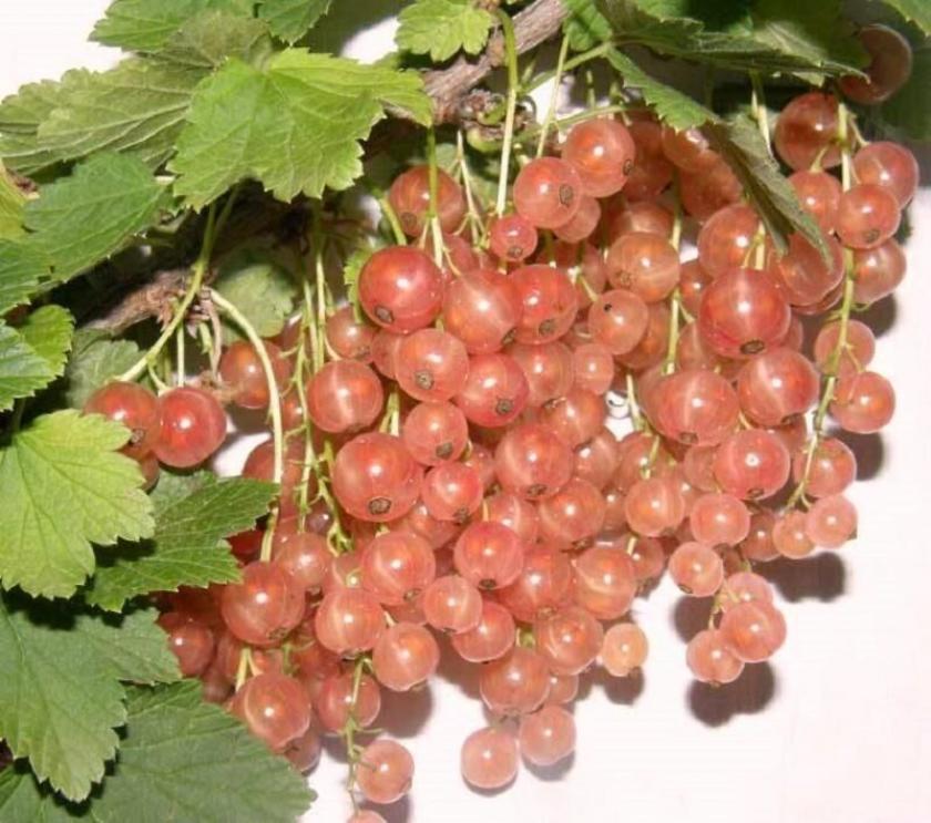 Смородина Любава