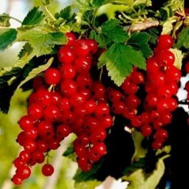 Смородина Нива 2