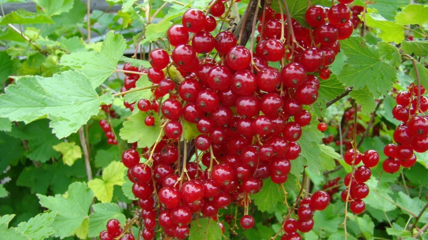 Смородина Нива 5